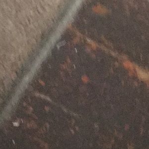 Meet your Posher, King